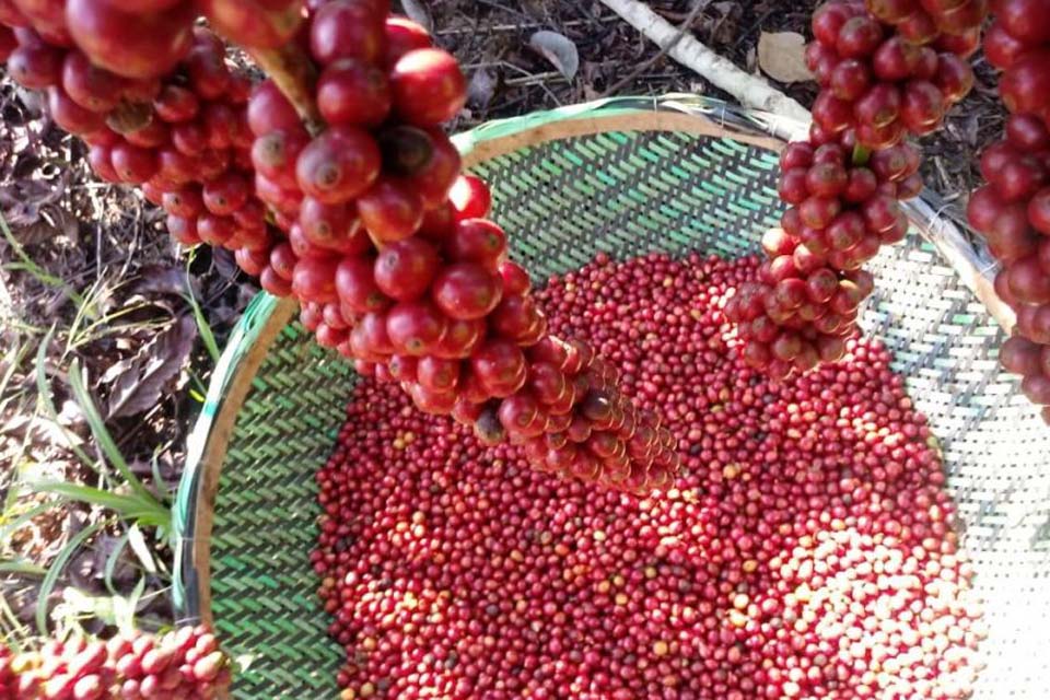 Prefeitura de Porto Velho fortalece cafeicultura, com distribuição de mudas e suporte aos produtores