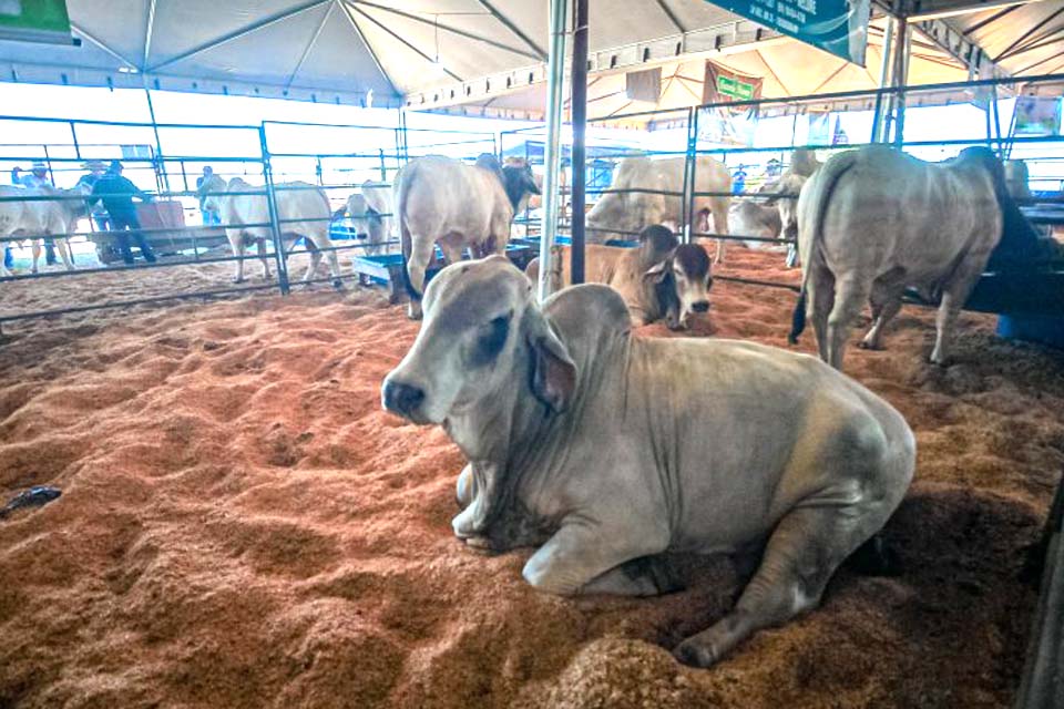 Produtor rural tem papel crucial para manutenção do status de livre de aftosa sem vacinação