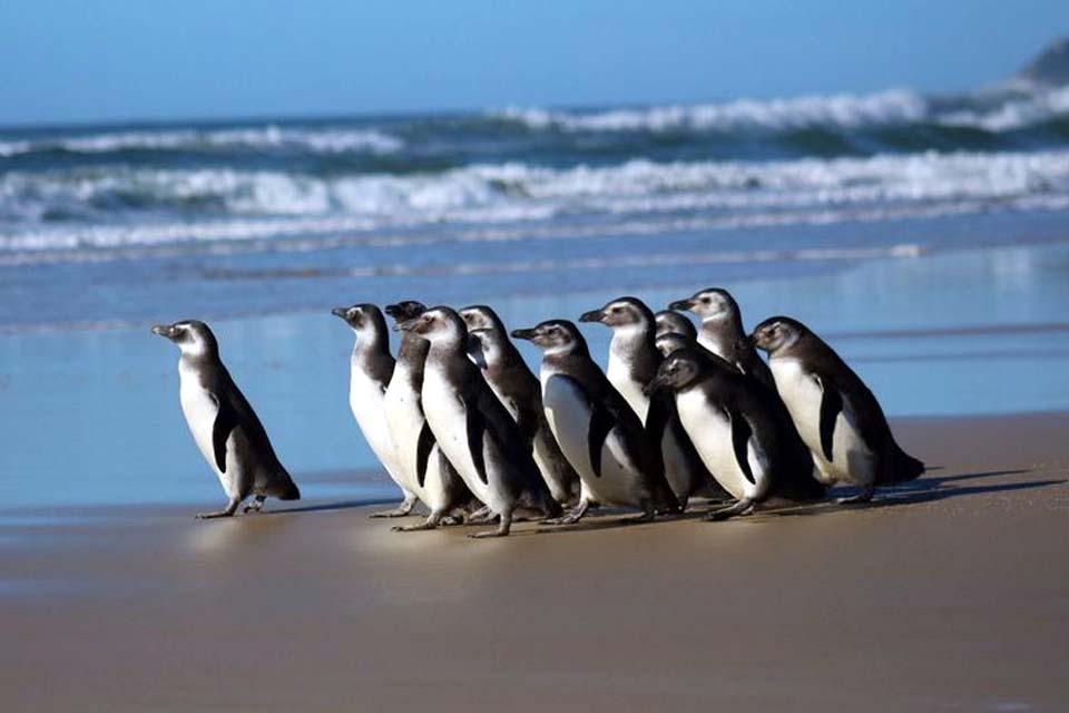 Número de pinguins na costa brasileira é 20% maior em 2021