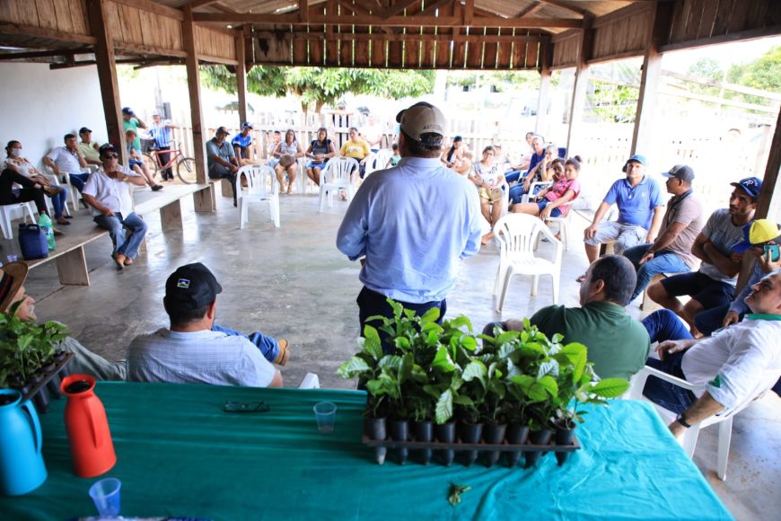 Programa “Plante Mais” entrega 50 mil mudas de café clonal na região do Cone Sul