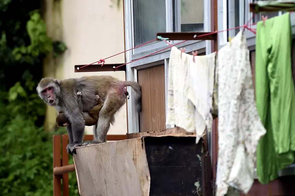 Milhares de macacos aterrorizam cidade turística na Índia