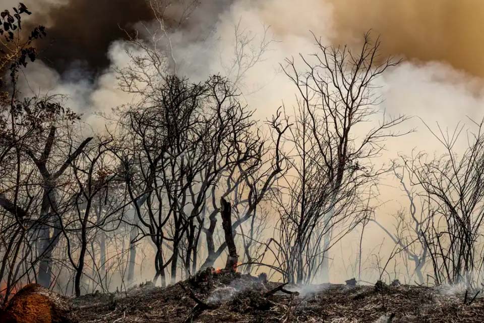 ICMBio suspeita de incêndio criminoso na Floresta Nacional de Brasília