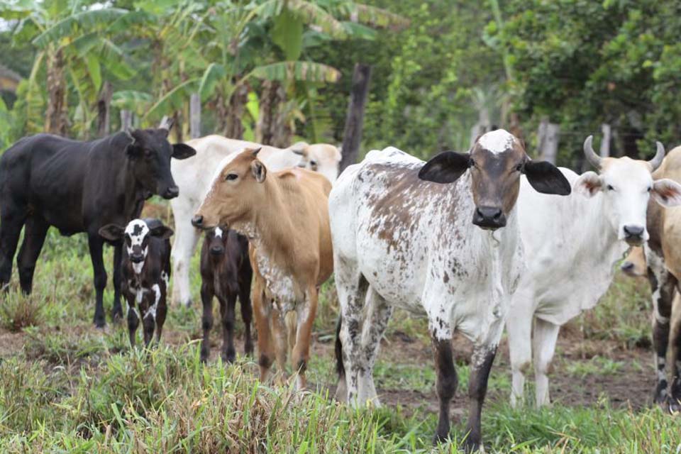 Rebanhos livres da vacina contra a febre aftosa em Rondônia