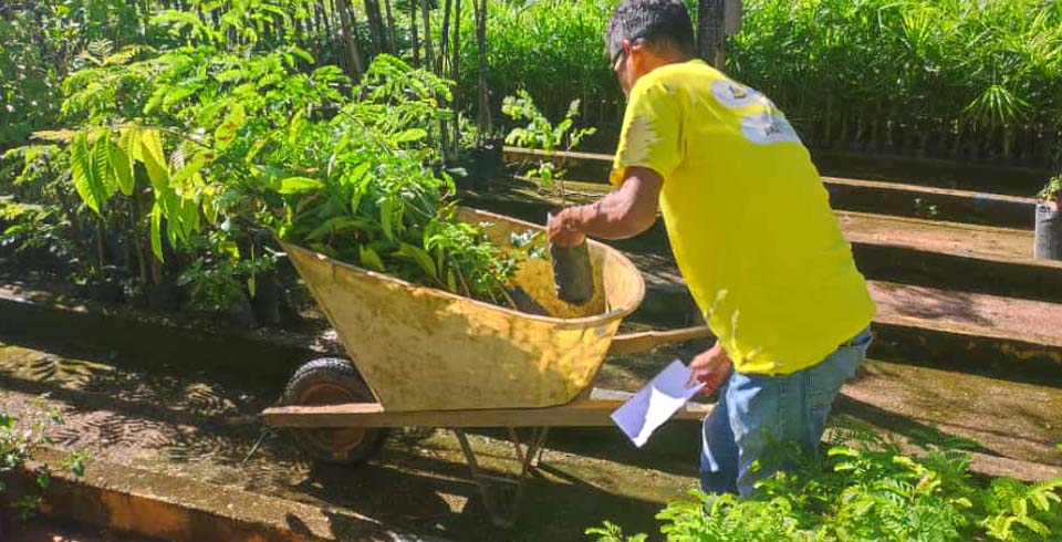 Prefeitura de Porto Velho entrega mudas de árvores para munícipes cadastrados