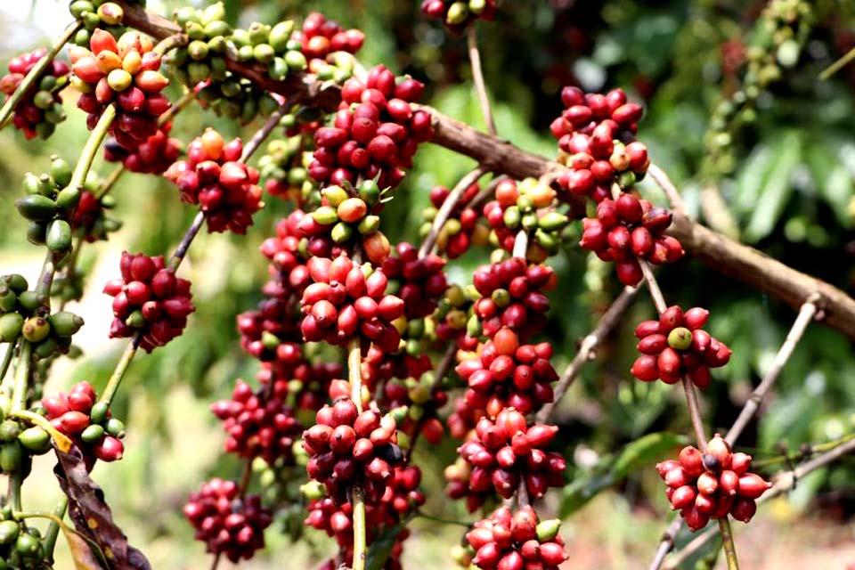 No Dia Nacional do Café, qualidade da espécie coffea canephora de Rondônia é destaque