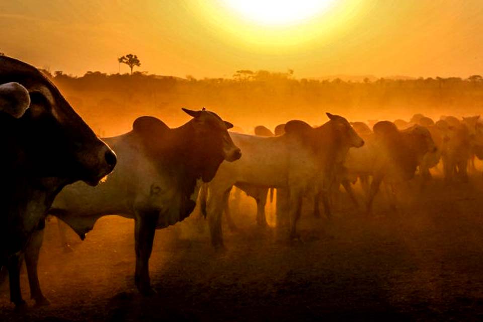 Investimentos do governo reforça serviço de defesa sanitária das culturas produzidas em Rondônia; Estado tem o maior rebanho nacional dentro das áreas livres de febre aftosa