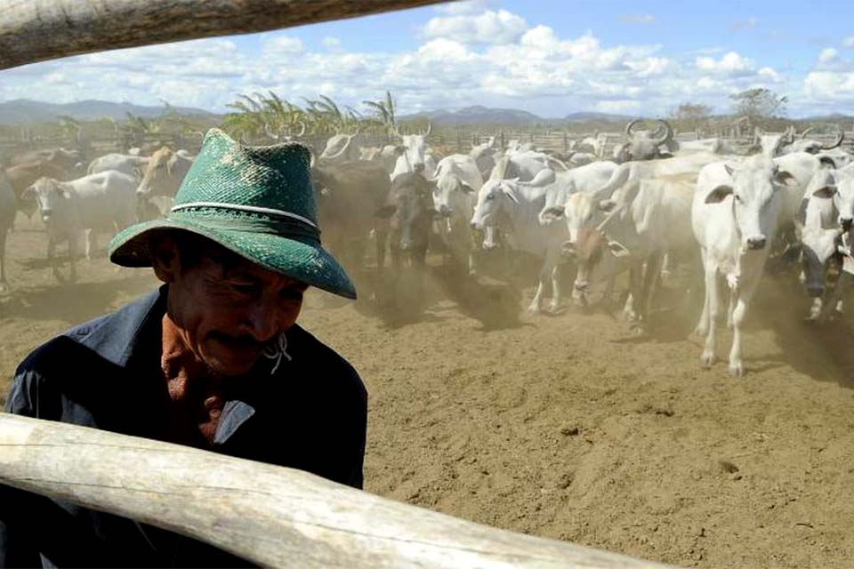 Brasil inicia 2ª etapa da campanha de vacinação contra febre aftosa