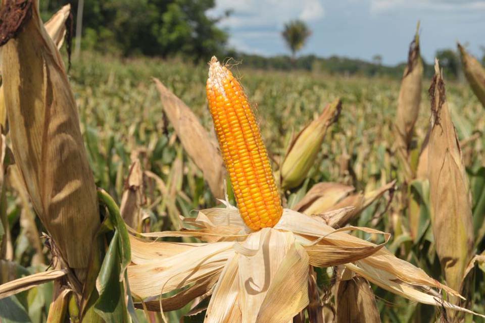 Agropecuária e agricultura continuam crescendo em 2020 e superam produções dos anos anteriores em Rondônia