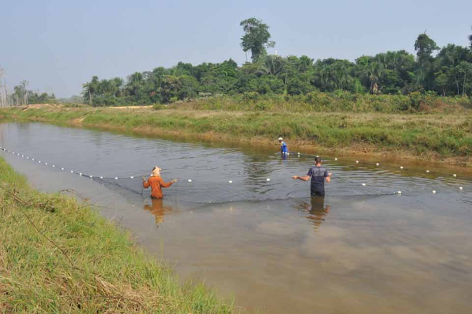 Aquicultura sustentável na Amazônia; estudo aponta alternativas para o desenvolvimento do setor em Rondônia