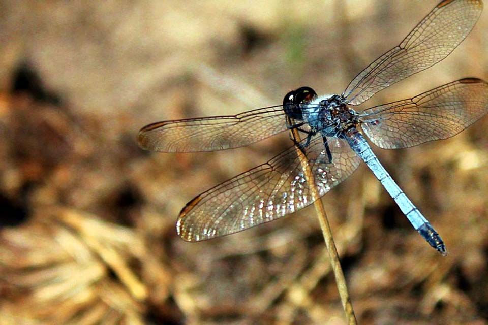 Nova espécie de libélula é descoberta em São Carlos