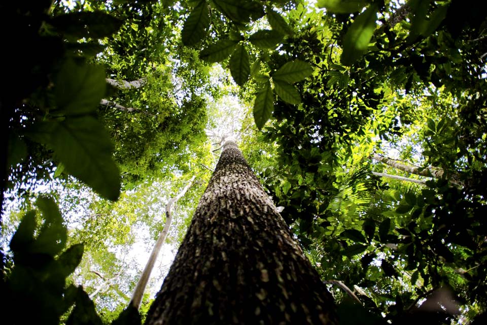 Produtores rurais vão receber por florestas conservadas na Amazônia