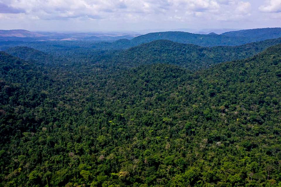 Multas por desmatamento na Amazônia aumentam 219% no 1º trimestre