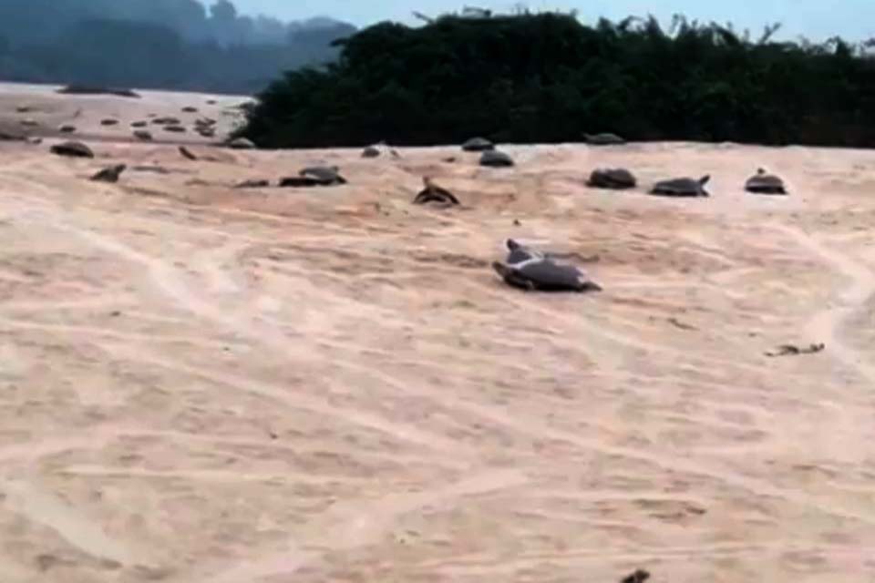 Tartarugas invadem margens das praias de São Francisco do Guaporé para desova