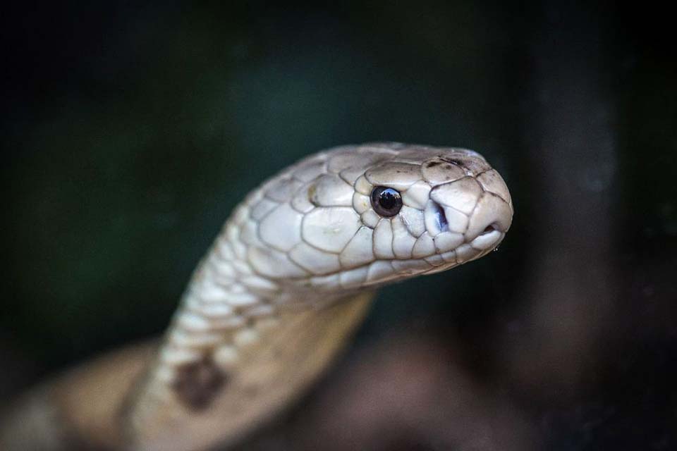 Ministério Público denuncia quatro pessoas no caso da cobra naja