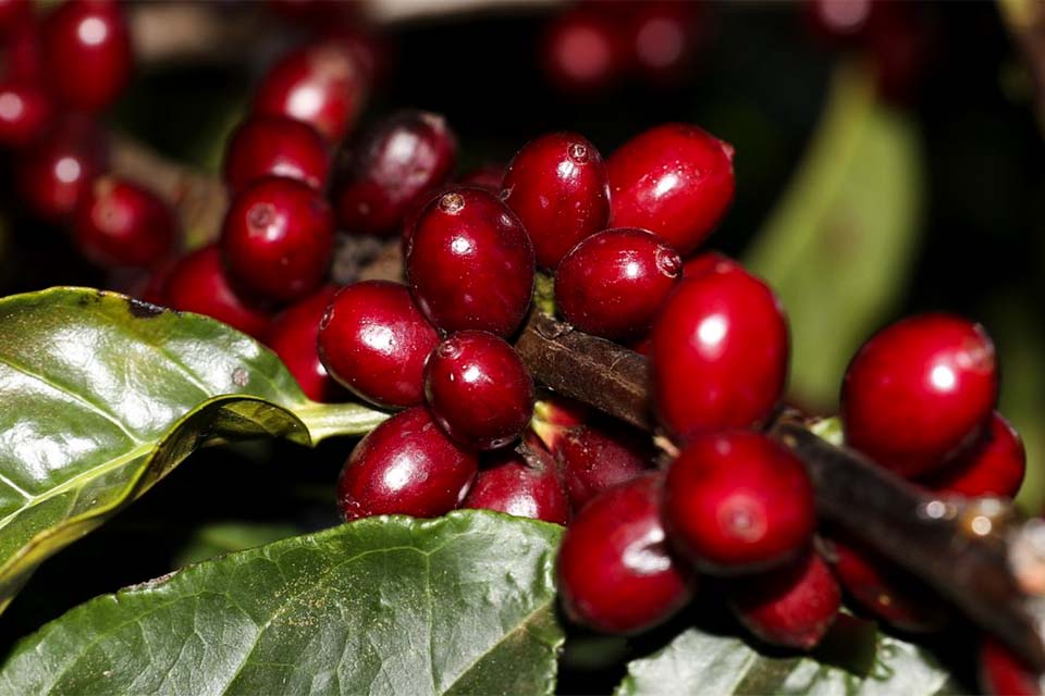 Produção de café cria alternativa ao desmatamento em Rondônia