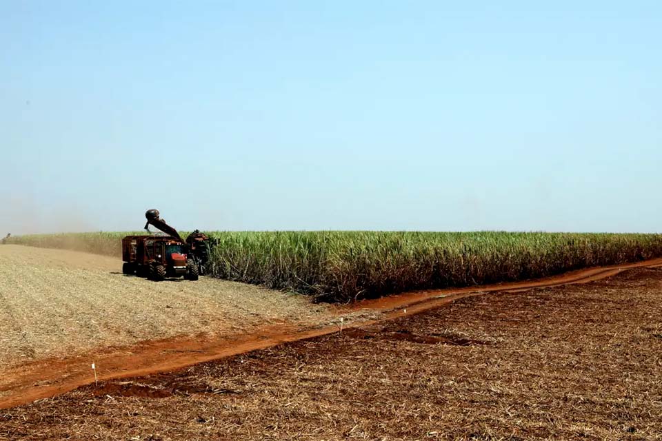  Instituto Brasileiro de Geografia e Estatística prevê safra de 300 milhões de toneladas para 2024