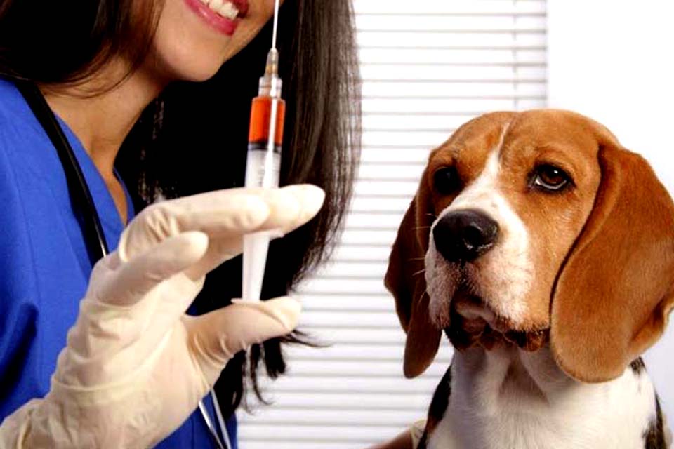 Vacinação contra a raiva em cães e gatos será neste sábado, 21