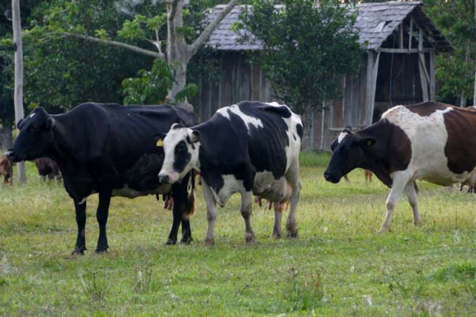 Técnica orientada pela Emater a pecuaristas gera aumento na produção de leite, em Rondônia