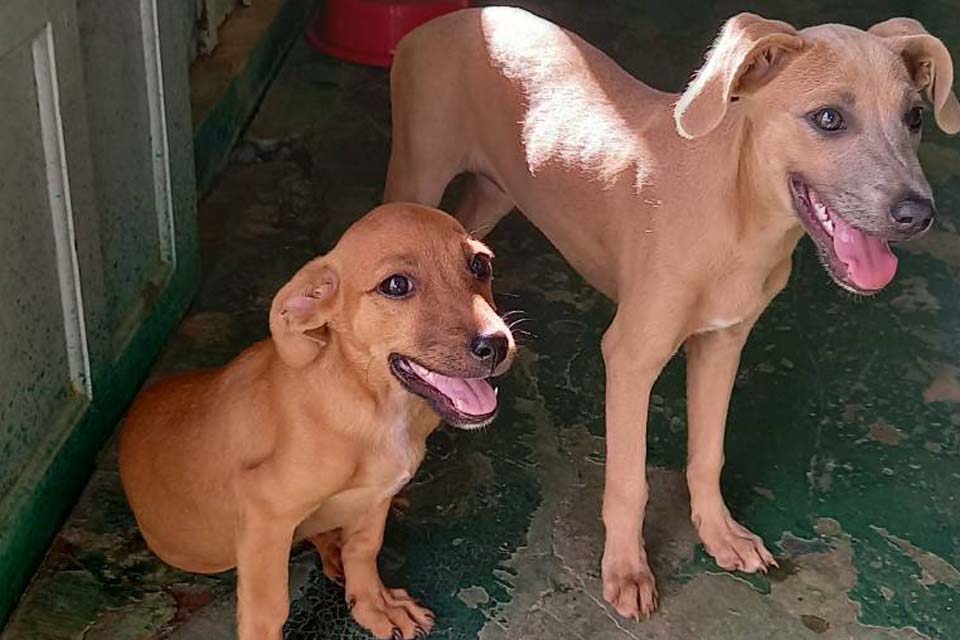 Com aumento do custo das rações por causa da inflação, aumentam casos de animais abandonados 