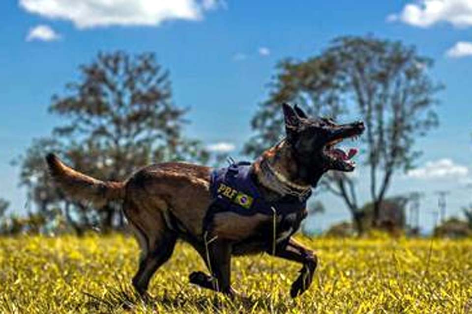 Polícia Rodoviária Federal abre inscrição para adoção de cães policiais