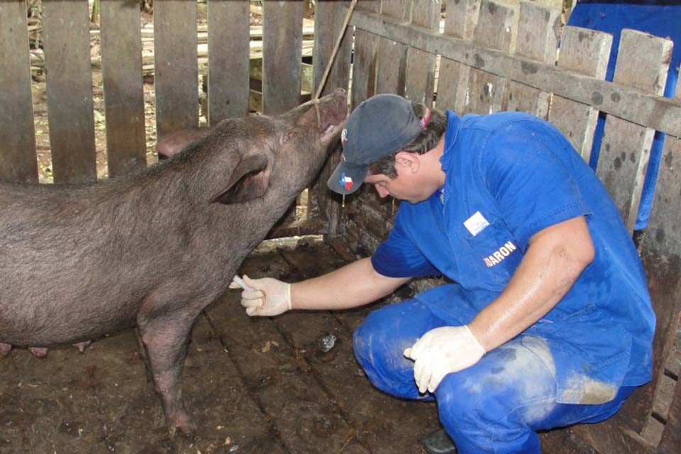 Idaron inicia primeira fase do monitoramento sorológico para manter Rondônia zona livre da peste suína