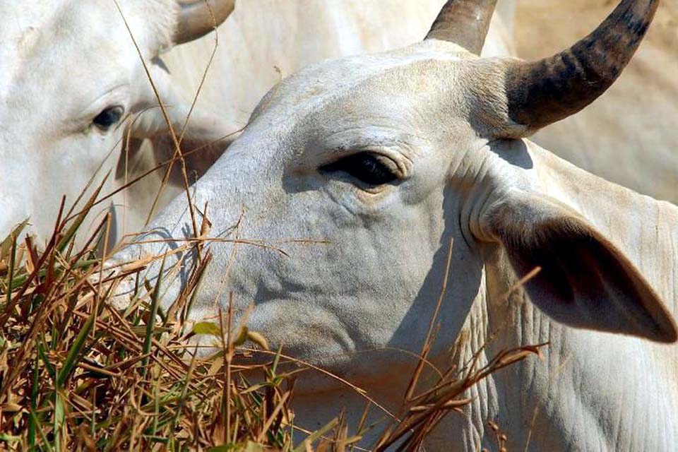 Senado aprova MP que prorroga contrato de veterinários com governo