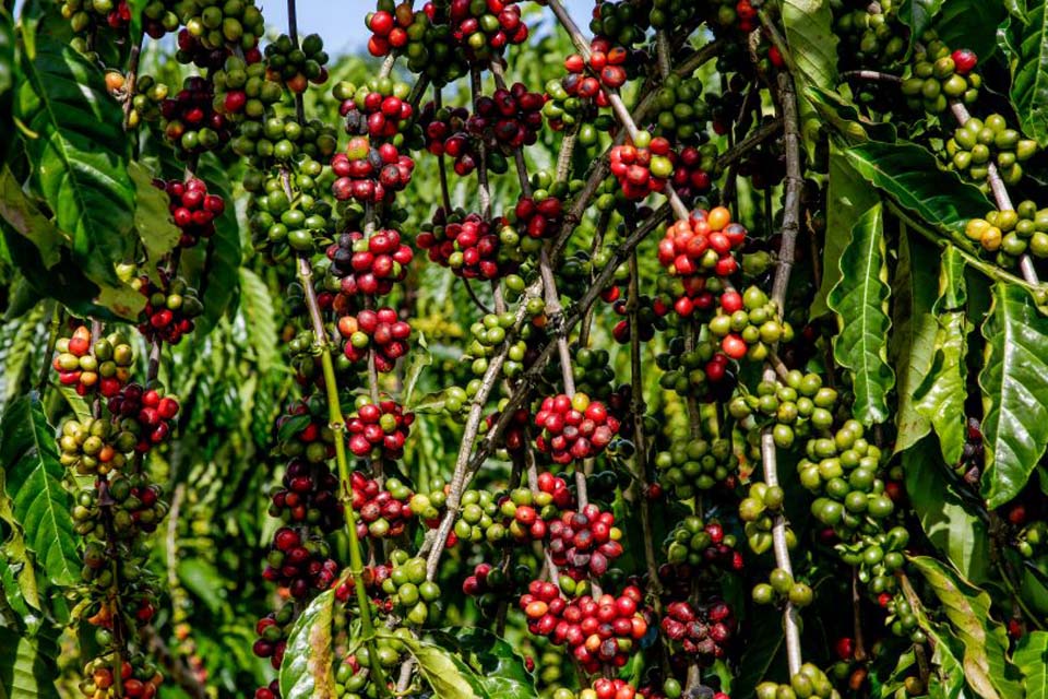 PAM: área destinada para cultivo de café diminui, mas produção aumenta