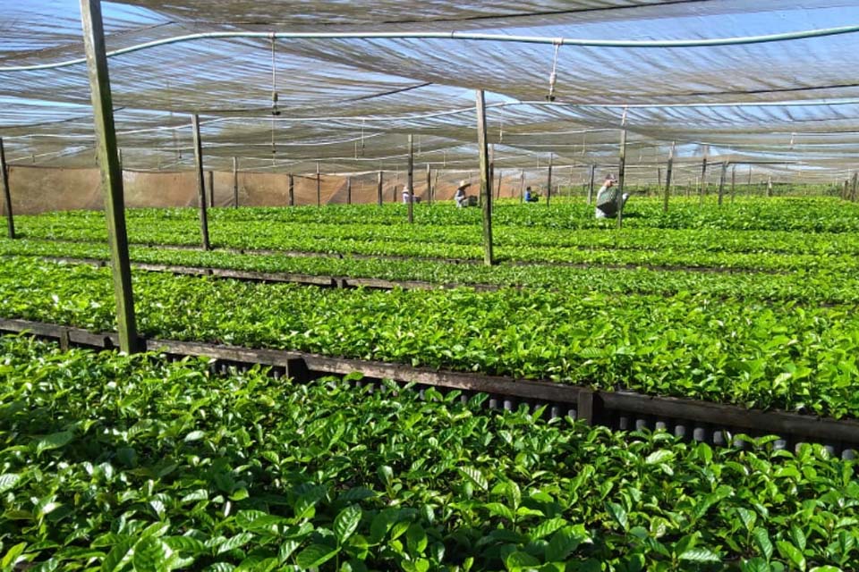 Projeto “Rede Estadual de Avaliação de Clones de Café em Rondônia” viabiliza melhoramento genético