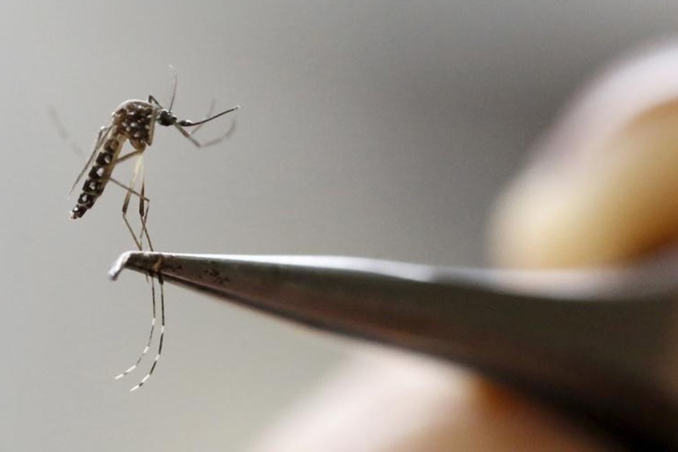 Nova linhagem do zika vírus está circulação no Brasil, diz Fiocruz