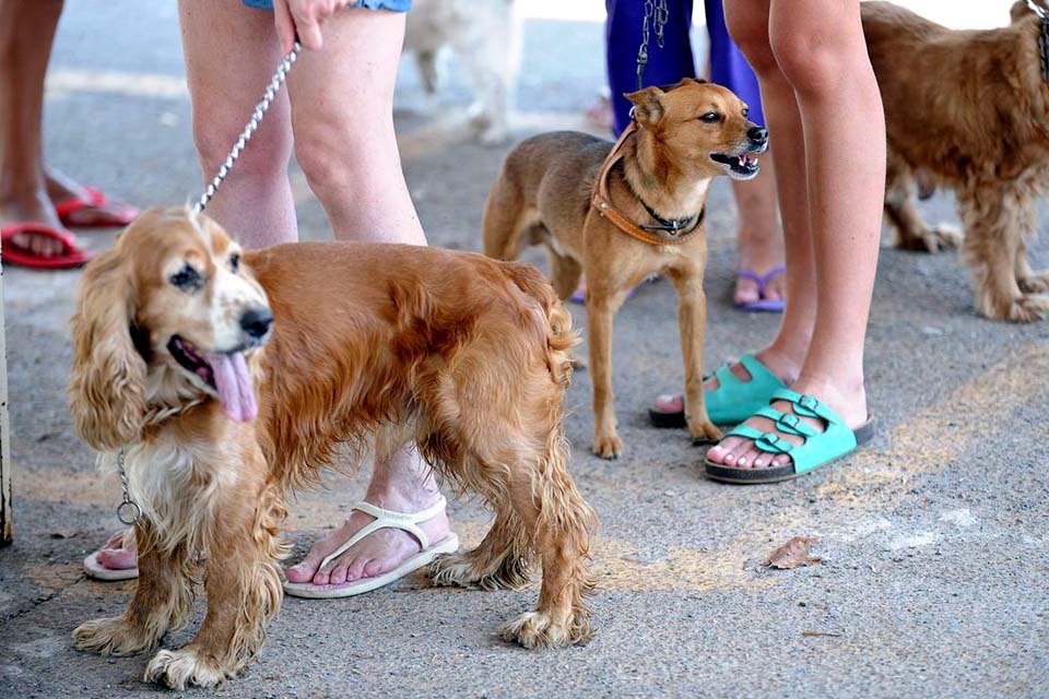 Certificação digital autoriza viagem de animais domésticos à Argentina