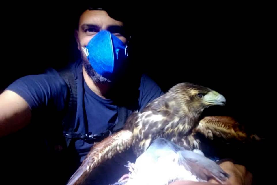 Semma captura cerca de 2 mil de pombos em controle de pragas através de aves de rapina