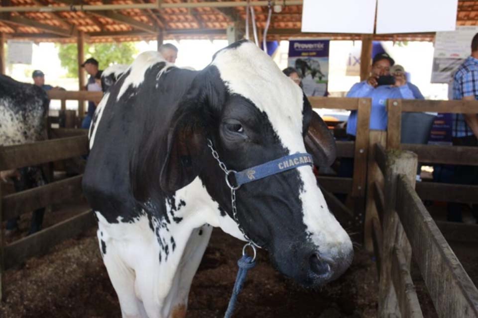 Concurso Leiteiro Regional reúne produtores da região do Vale do Jamari