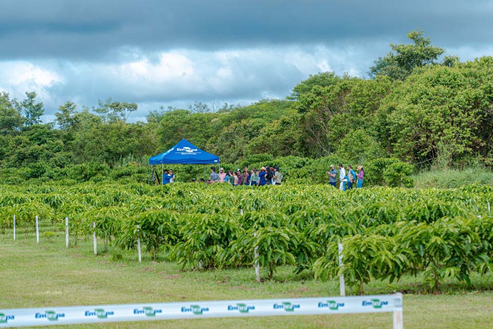 Prefeitura de Porto Velho é parceira da Embrapa em Dia de Campo do Café