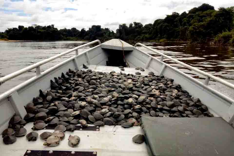 Ação prevê a soltura de 500 mil filhotes de tartarugas da Amazônia do Parque Estadual 