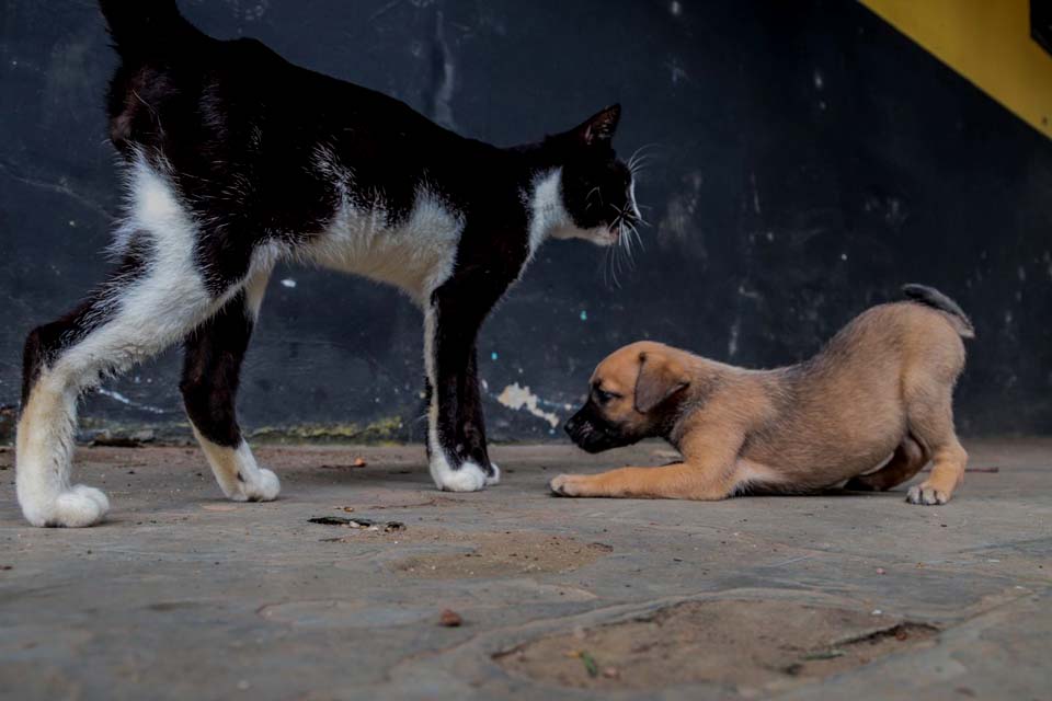 Feira de adoção de cães e gatos acontece no próximo sábado (25)