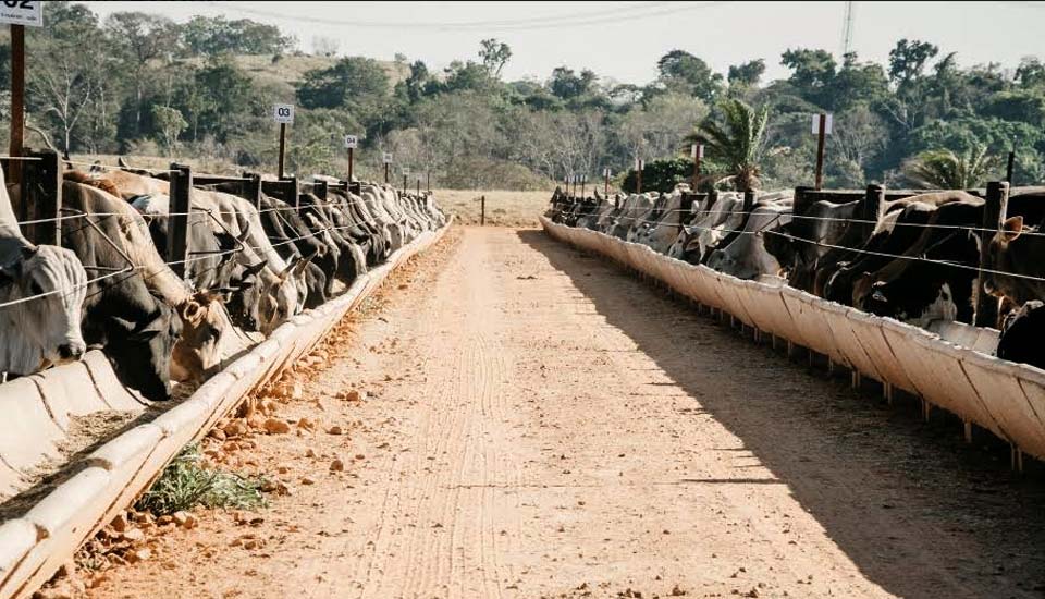 Rondônia, estado cheio de oportunidades para a pecuária e a agricultura