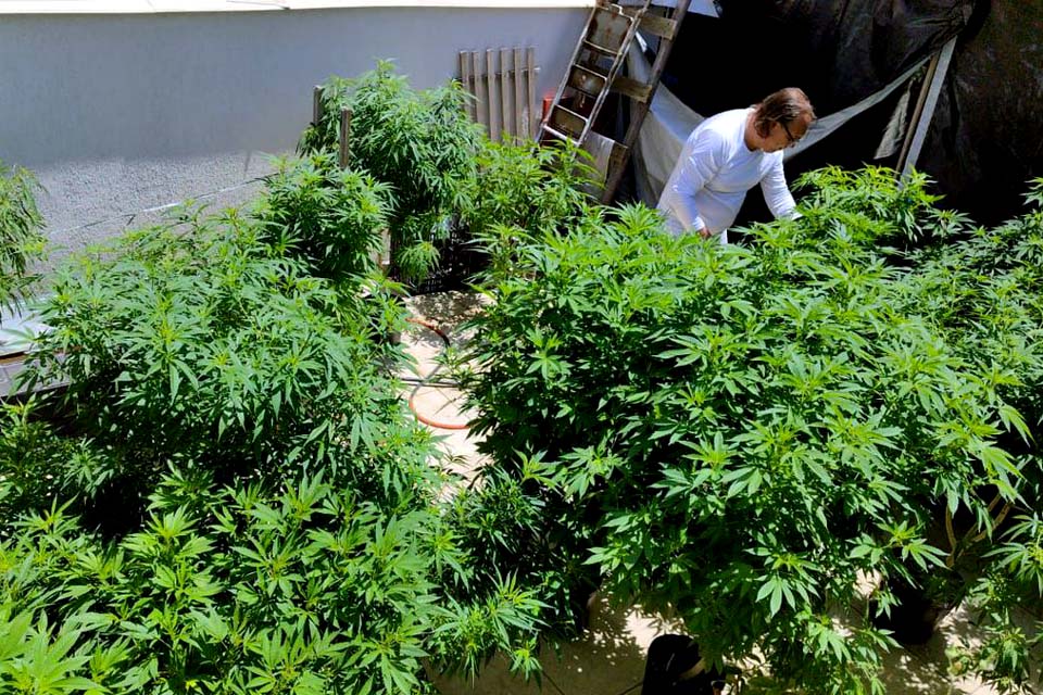 Venda nas farmácias de produtos à base de cannabis cresce 342,3%