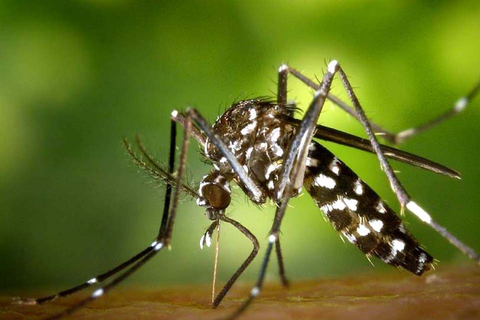 Dengue: Brasil tem 3,2 mil casos a cada 100 mil habitantes