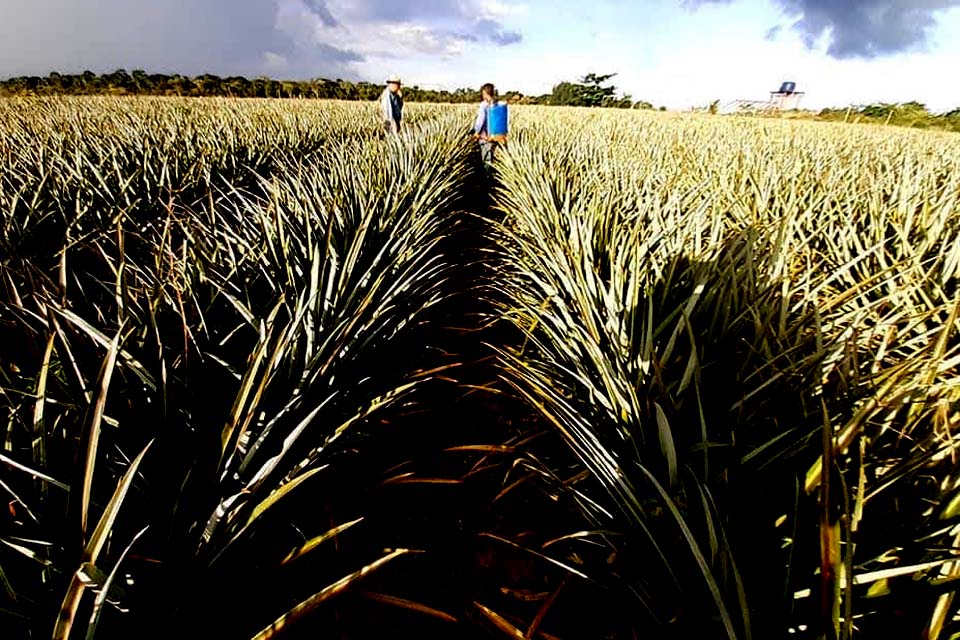 Incentivo: Semagri traça meta para o plantio de 1 milhão de mudas de abacaxis para auxílio ao produtor rural 