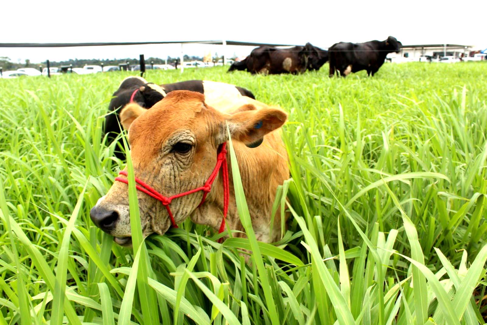 Dez municípios recebem rodadas de negócios da Rondônia Rural Show em 2020