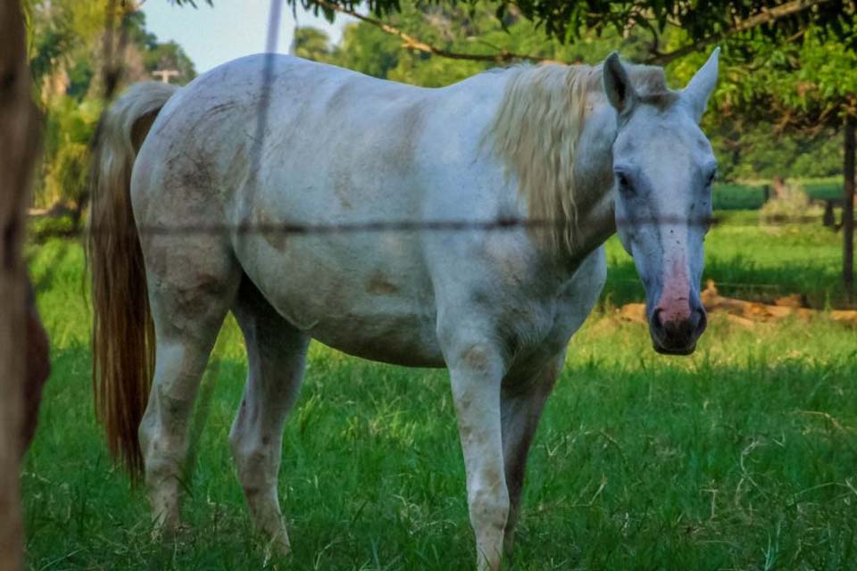 Governo e parceiros abrem inscrições para capacitação de médicos veterinários ao Programa Nacional de Sanidade dos Equídeos