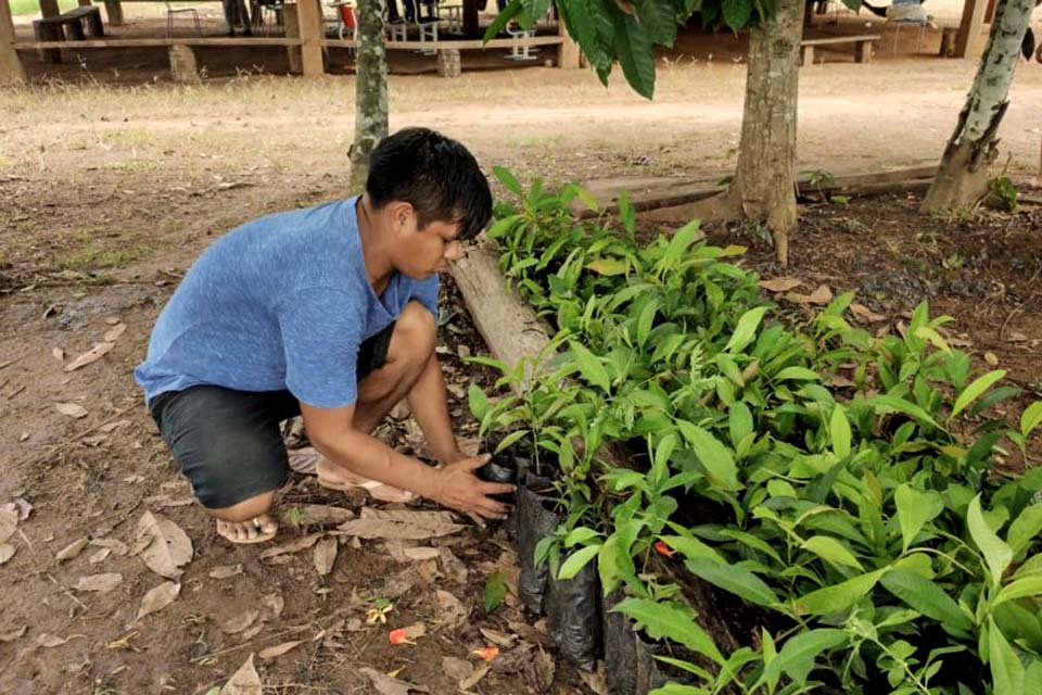 Sedam realiza Oficina de Capacitação ao plantio de mudas de castanheiras na comunidade indígena Sete de Setembro