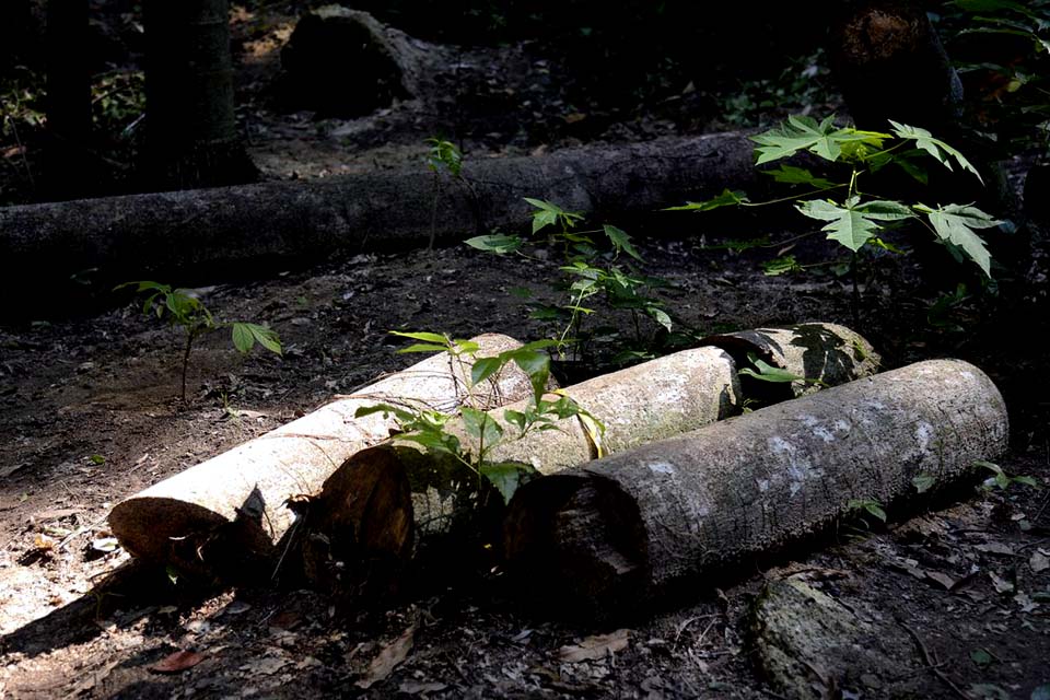 Perda de florestas mais velhas reduz diversidade da Mata Atlântica