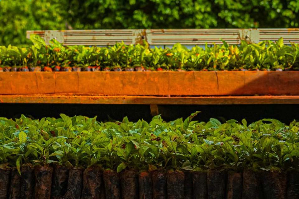 Programa “Plante Mais” distribui 90 mil mudas de café e oito mil mudas de cacau