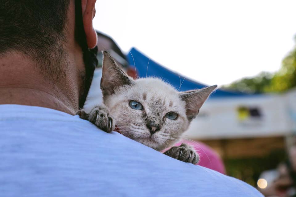 Porto Velho: 3ª Feira de Adoção de Animais acontece no dia 28 de maio no Parque Jardim das Mangueiras