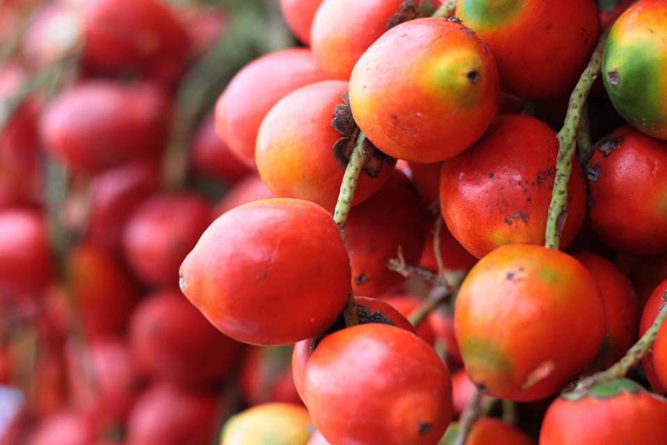 Rondônia: O consumo de alimentos regionais pode ajudar na prevenção da Covid-19