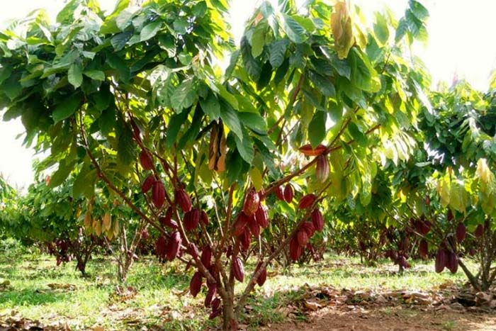 Dia de Campo Especial da cacauicultura e novas tecnologias