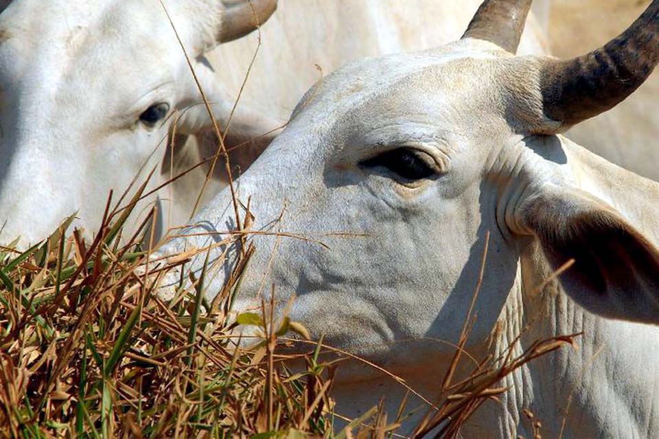 Brasil deve vacinar 161 milhões de bovinos e bubalinos contra aftosa