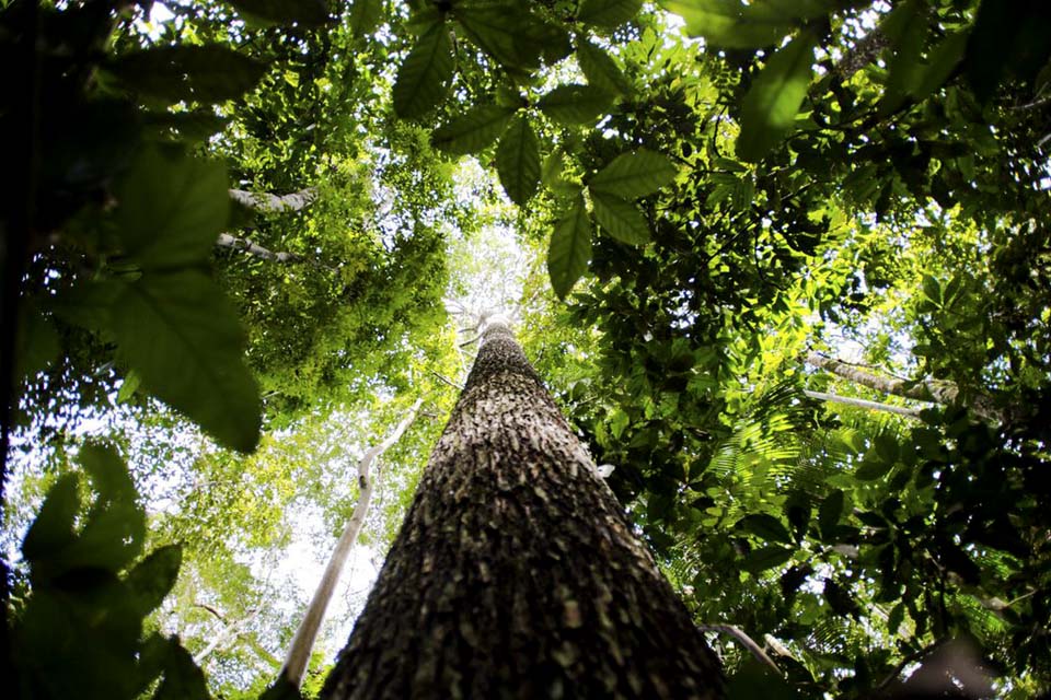 Fundo Amazônia recebe as primeiras doações dos Estados Unidos e da Suíça