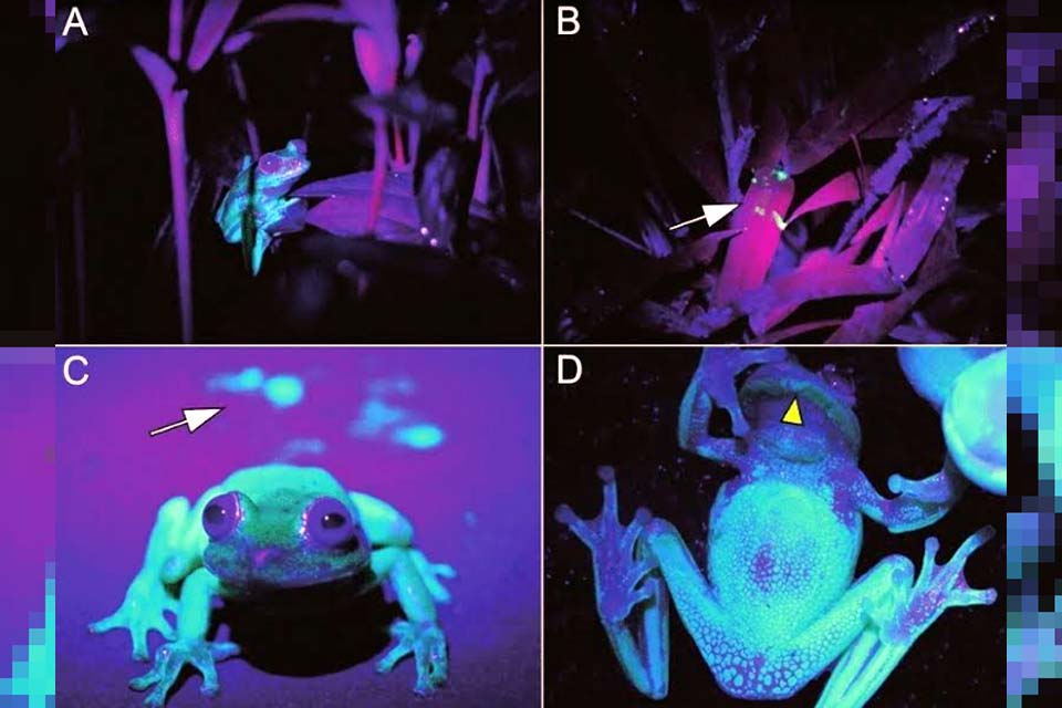 Visita exploratória da Prefeitura com especialistas do RJ encontra sapo “fluorescente” em Vilhena